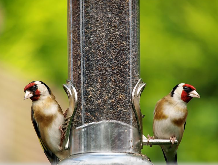 birds benefit from food from us in winter