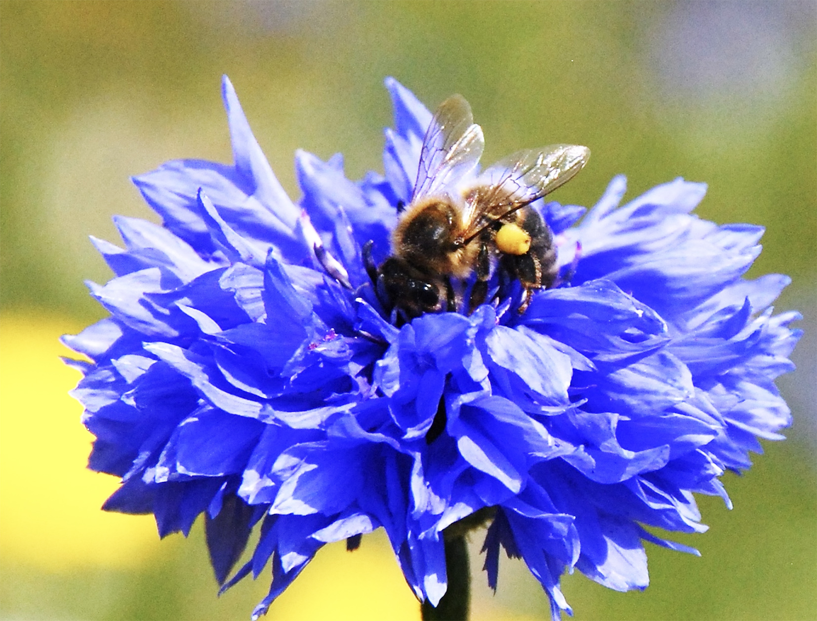 It's world bee day on 20 May 2023 It's world bee day on 20 May 2023