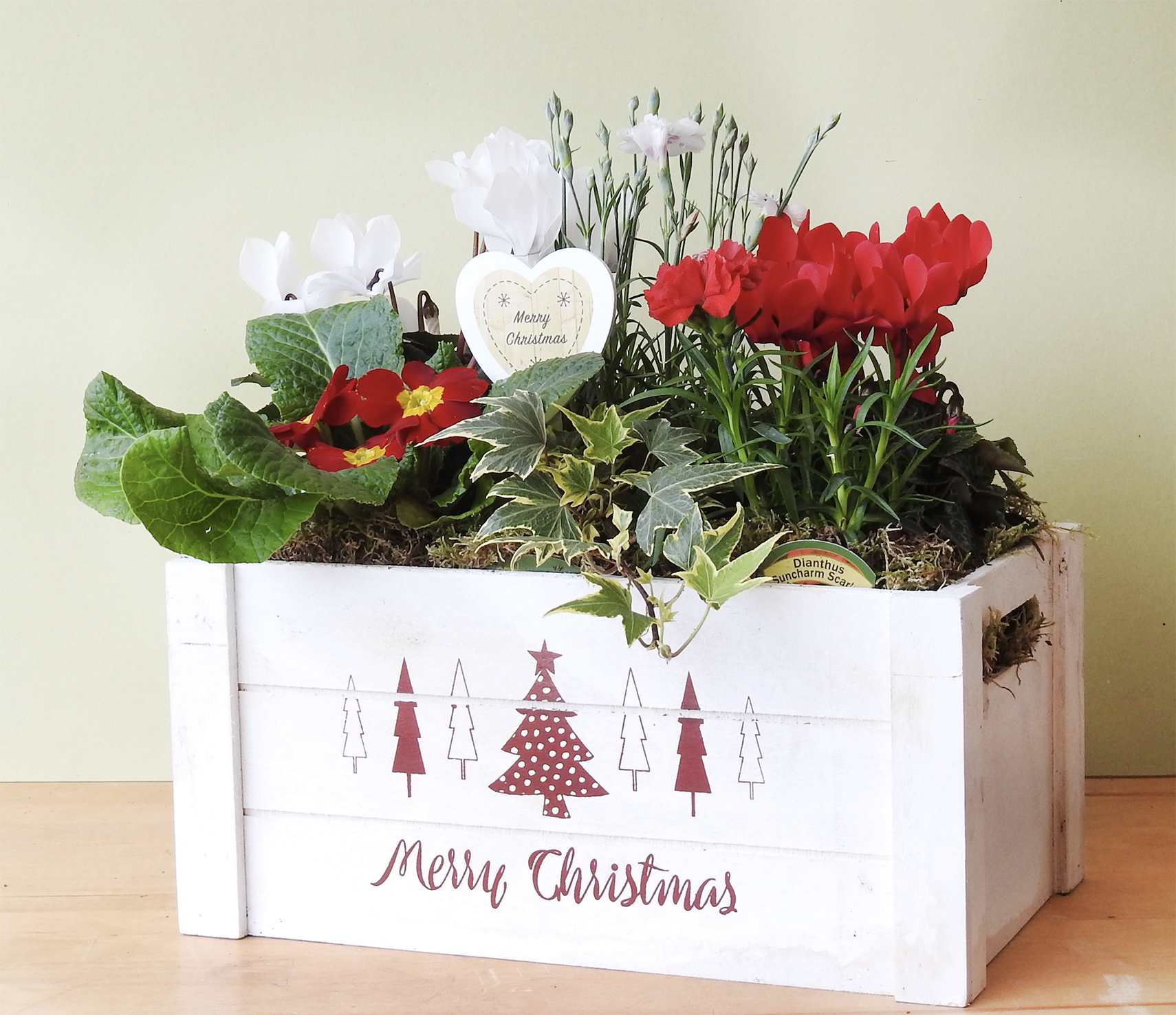 Plants for Presents Plants for Presents