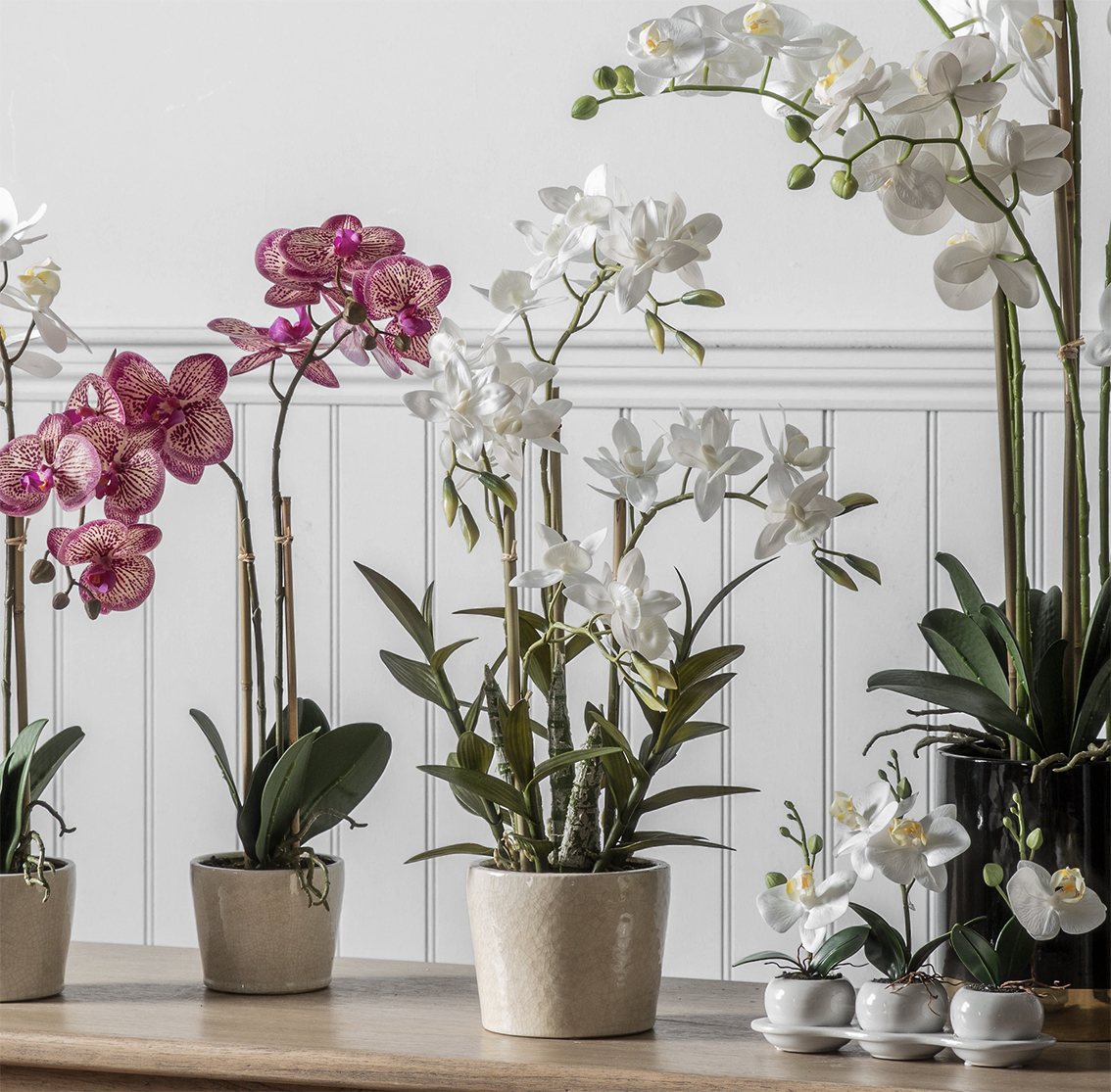 delicate Cynoches orchid has unusual shaped petals. www.ellajames.co.uk delicate Cynoches orchid has unusual shaped petals. www.ellajames.co.uk