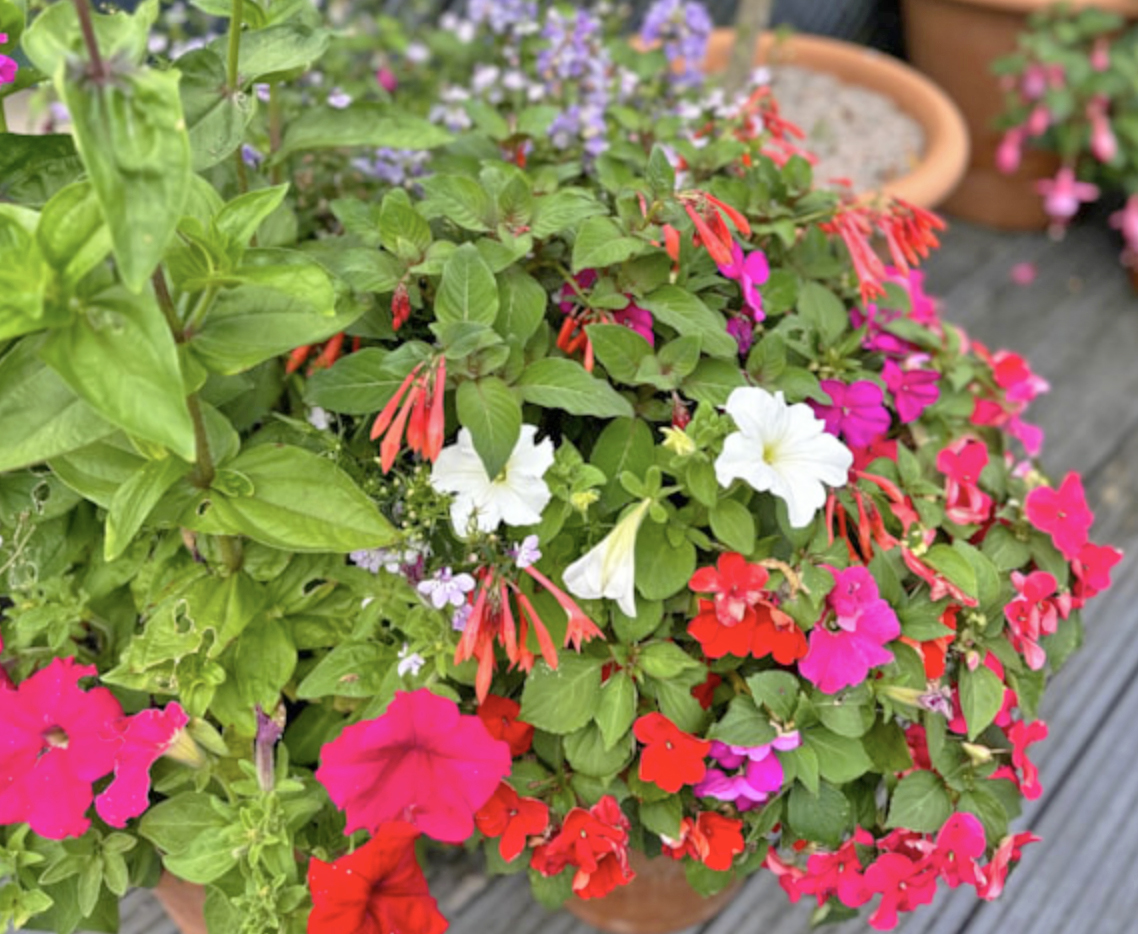 start with flowers in pots start with flowers in pots