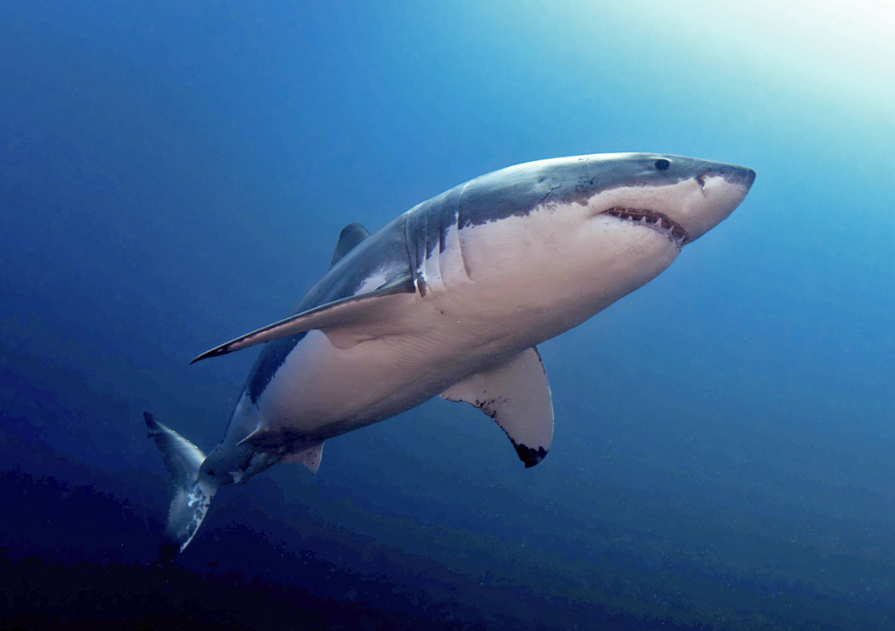 Sharks are being hunted to the point of extinction experts fear
