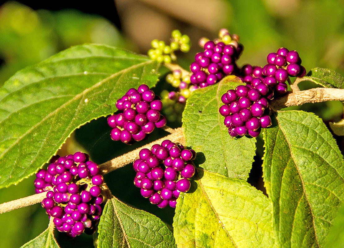 callicarpa has plentiful purple berries which birds love to eat!