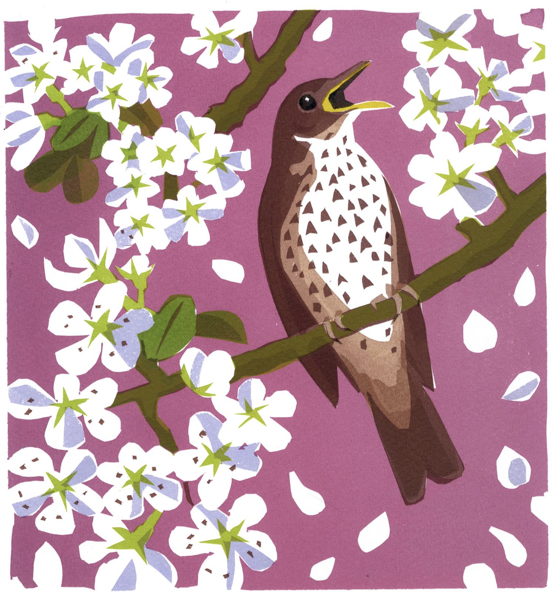 carrie akroyd song thrush blossom