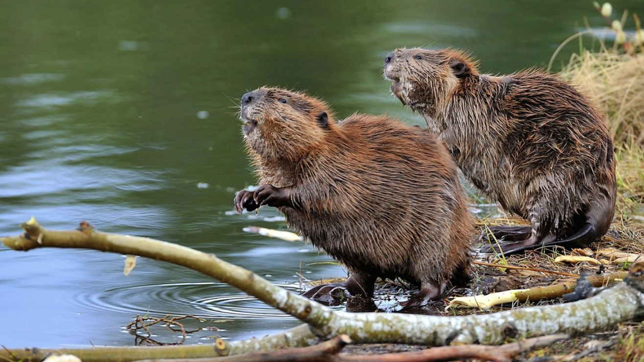 beavers mitigate flooding risks beavers mitigate flooding risks