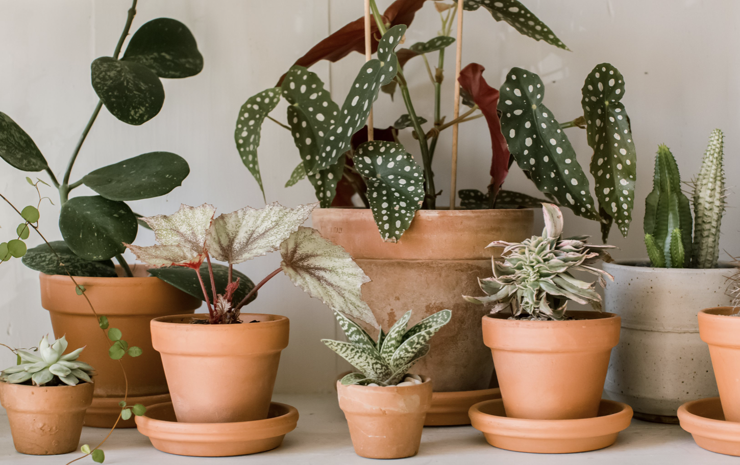 keep plants healthy with care and attention keep plants healthy with care and attention