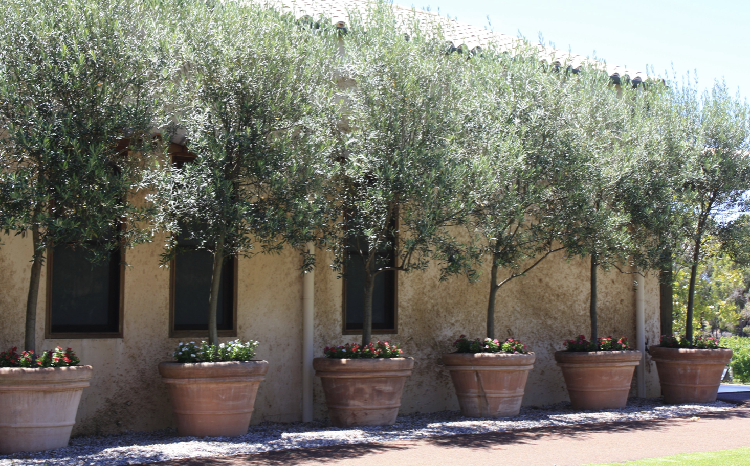 With a bit of care you can grow olive trees in the UK