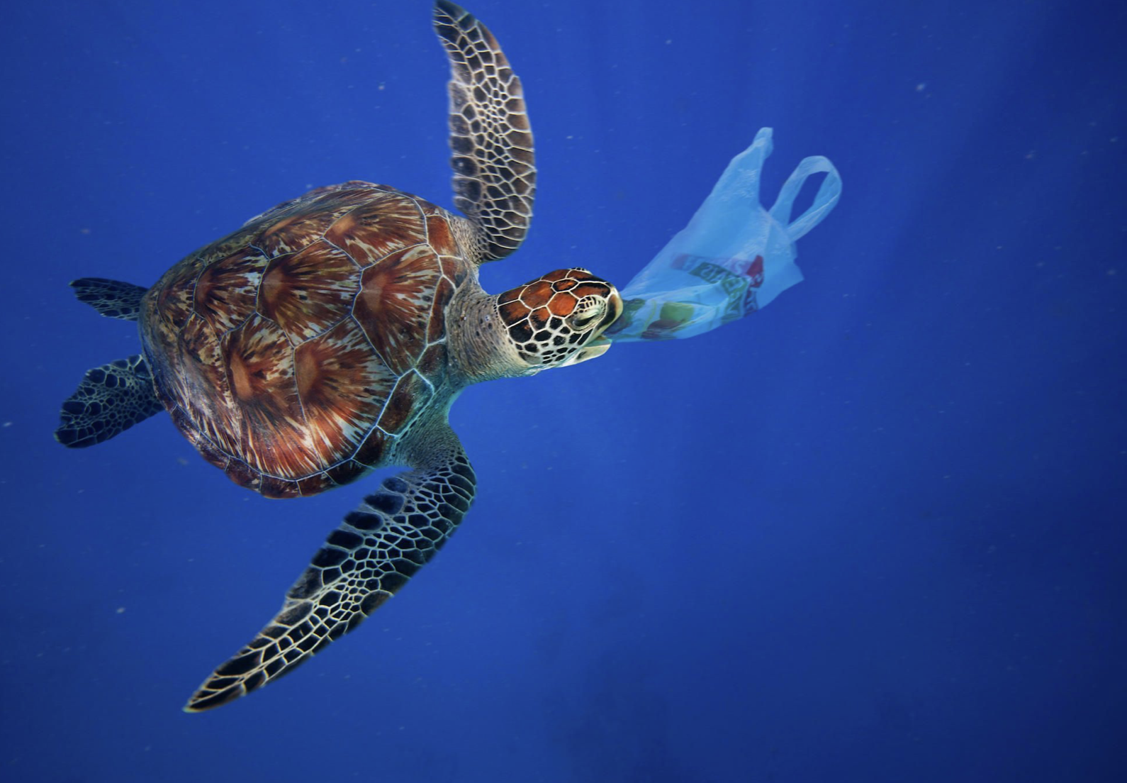 Ocean plastic is killing sealife