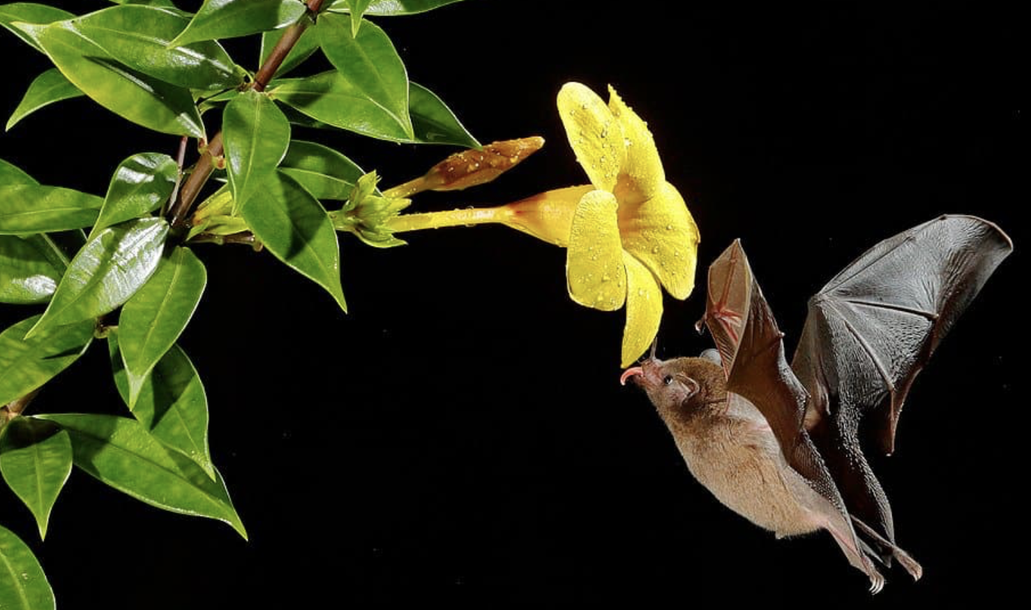 Encourage bats to your garden