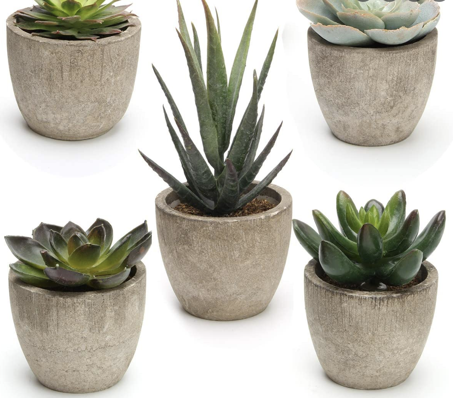 succulents are easy to care for succulents are easy to care for