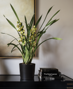 Orchid from Flowerbx