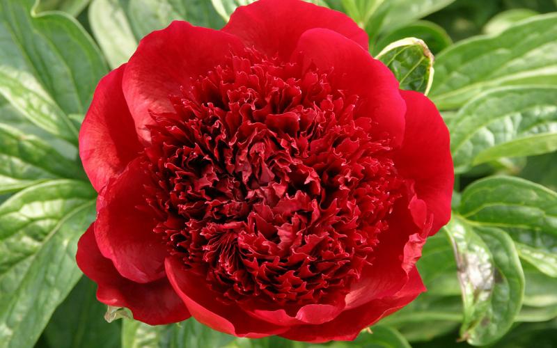 Peony Red Charm