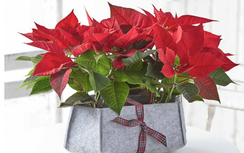 Poinsettias are perfect for Christmas colour