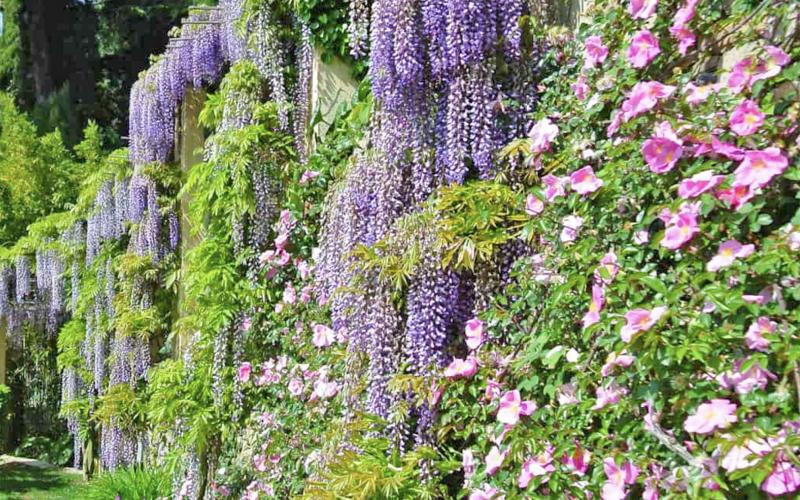 Abundance of wisteria at Alassio