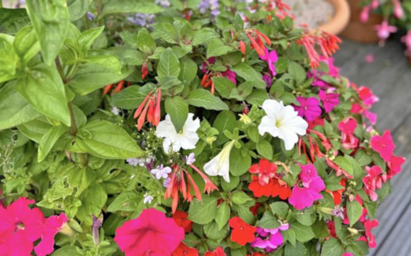 start with flowers in pots start with flowers in pots