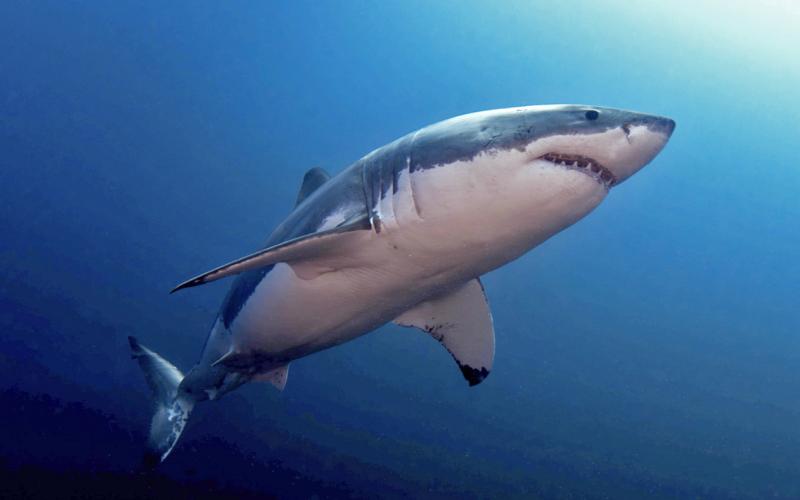 Sharks are being hunted to the point of extinction experts fear