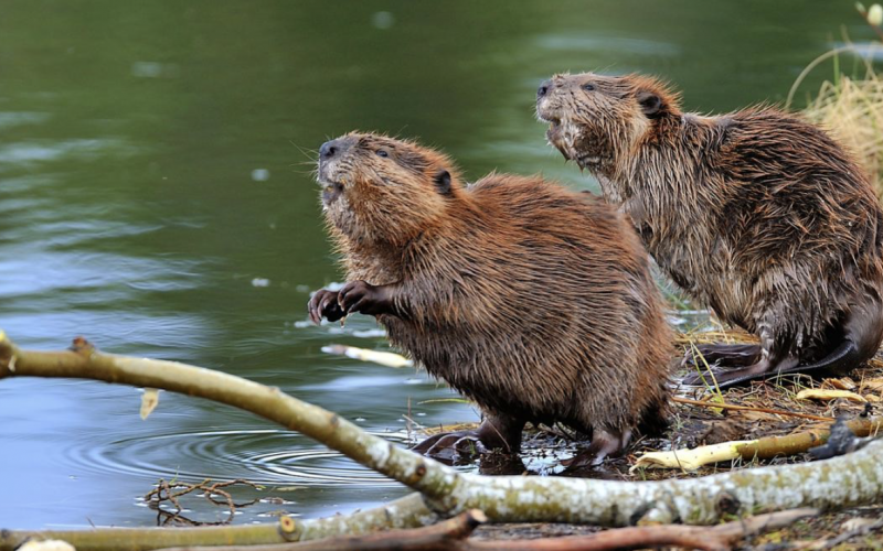beavers mitigate flooding risks