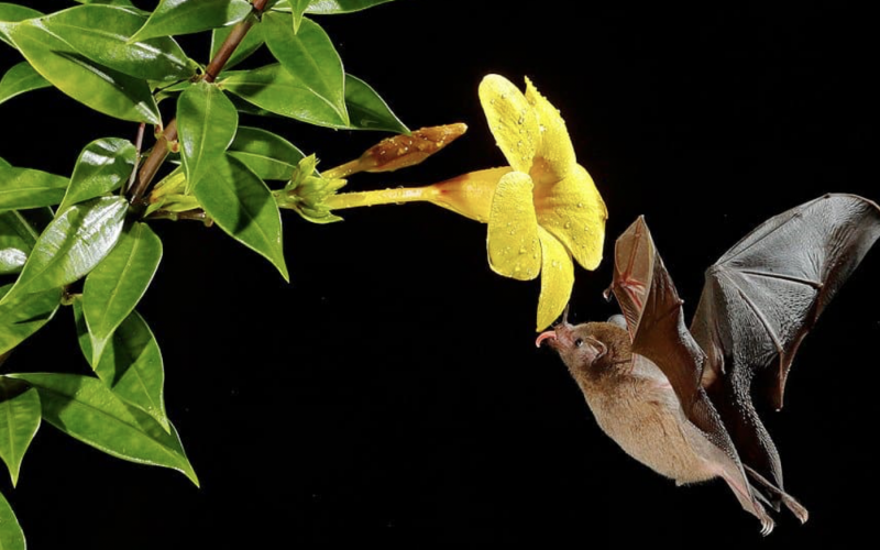 Encourage bats to your garden